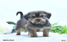 Shorkie dogs for sale: Landon - Image 4
