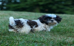Shih Tzu dogs for sale: Brody - Image 13