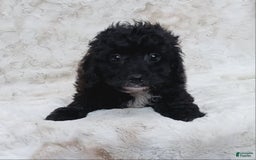 Cavapoo dogs for sale: Alberto - Image 7