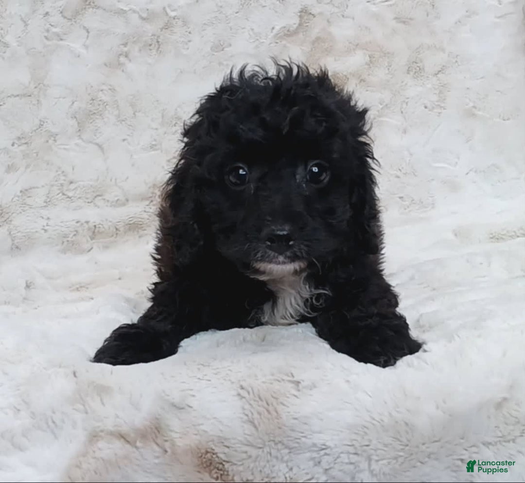 Cavapoo dogs for sale: Alberto - Image 7