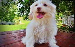 Havapoo dogs for sale: Vanilla - Image 23