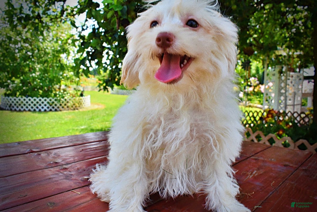 Havapoo dogs for sale: Vanilla - Image 23