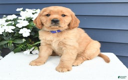 Miniature Golden Retriever dogs for sale: Kenny - Image 2