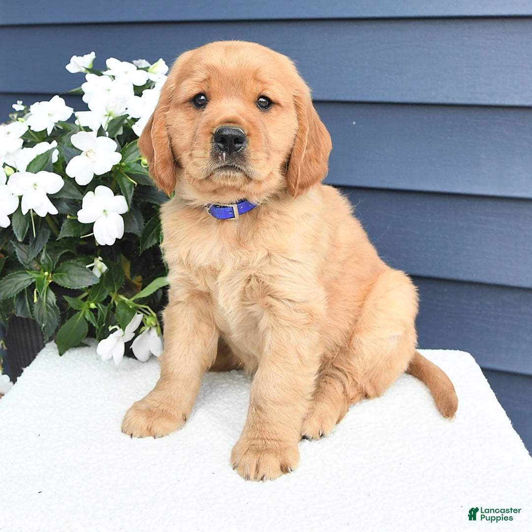 Miniature Golden Retriever dogs for sale: Kenny - Image 2