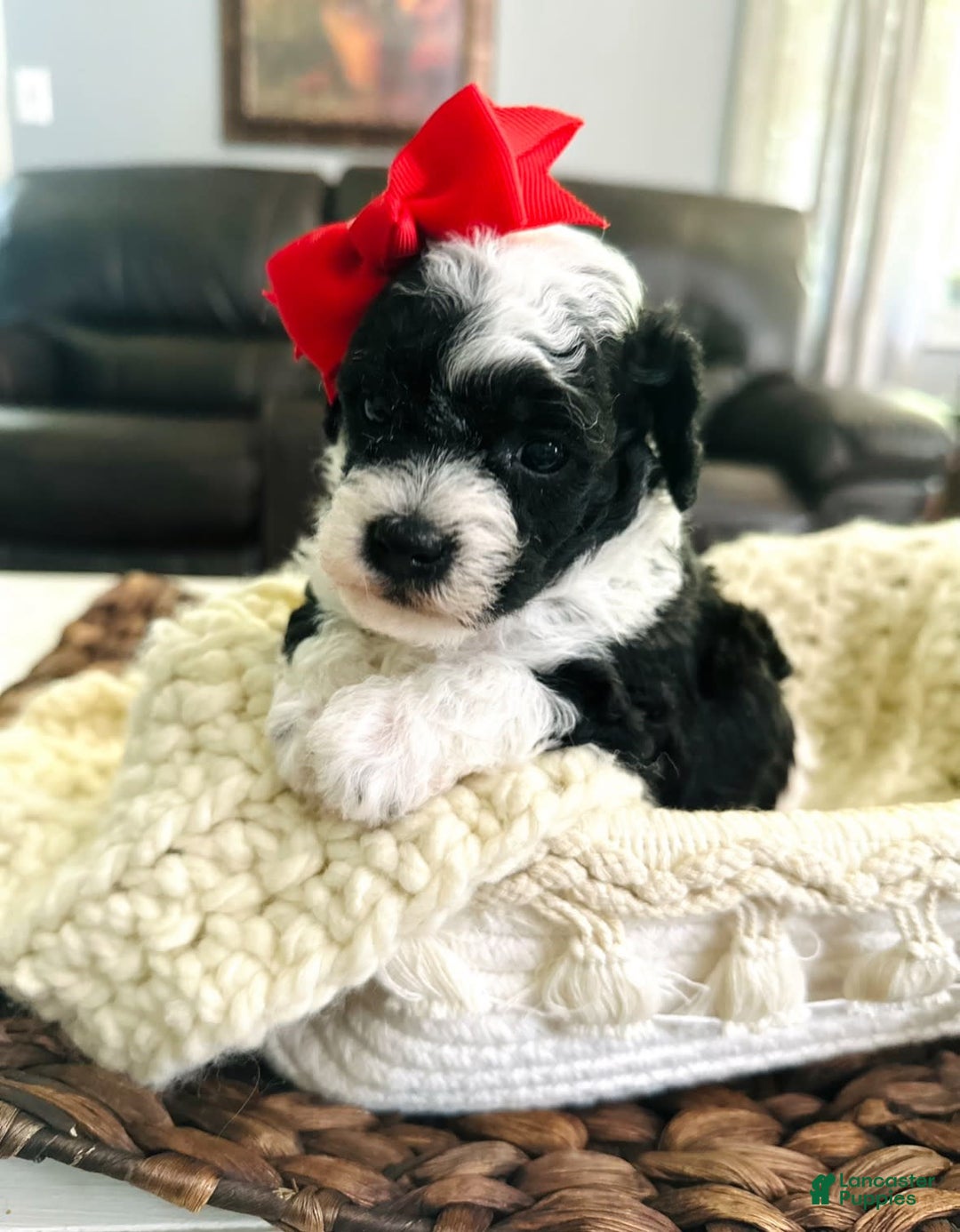 Miniature Poodle dogs for sale: Parti Girl - Image 5