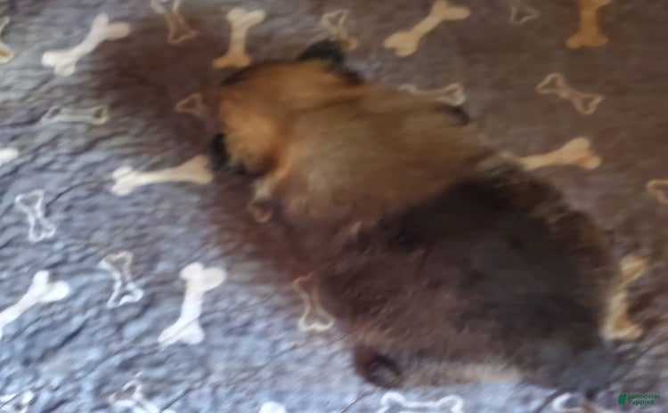 Pomeranian dogs for sale - Ad 5