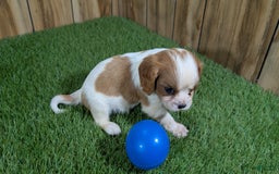 Cavalier King Charles Spaniel dogs for sale: Stardust Boy 1 - Image 6