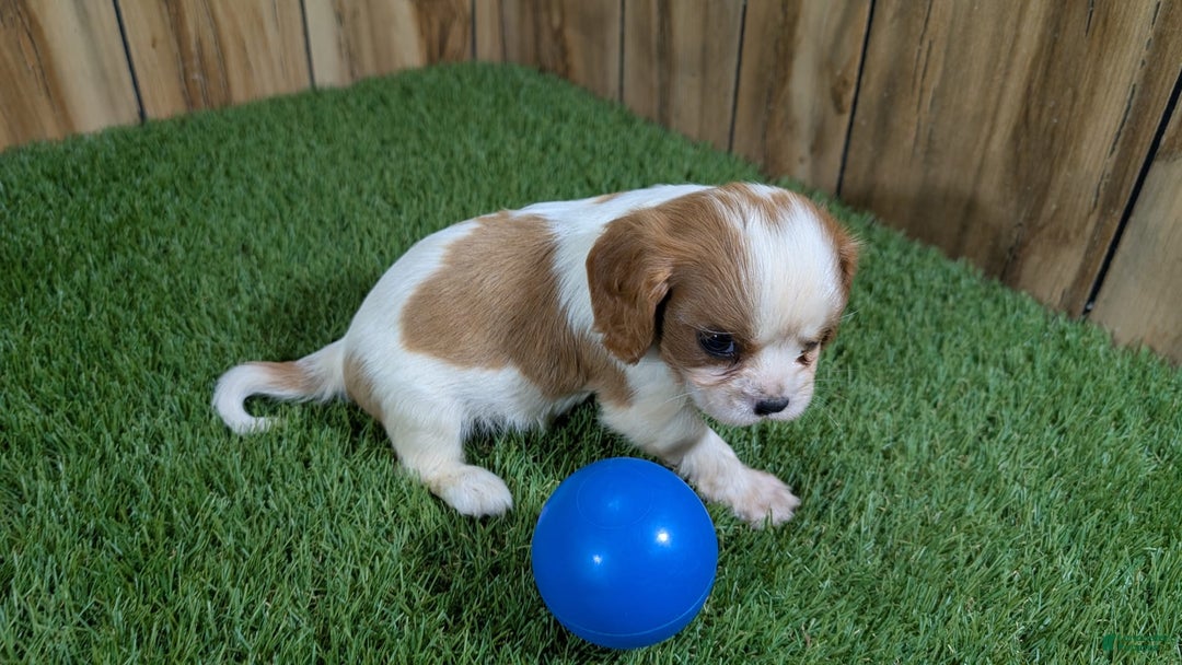 Cavalier King Charles Spaniel dogs for sale: Stardust Boy 1 - Image 6