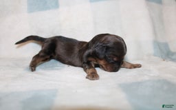 Miniature Dachshund dogs for sale: Milo Mini - Image 2