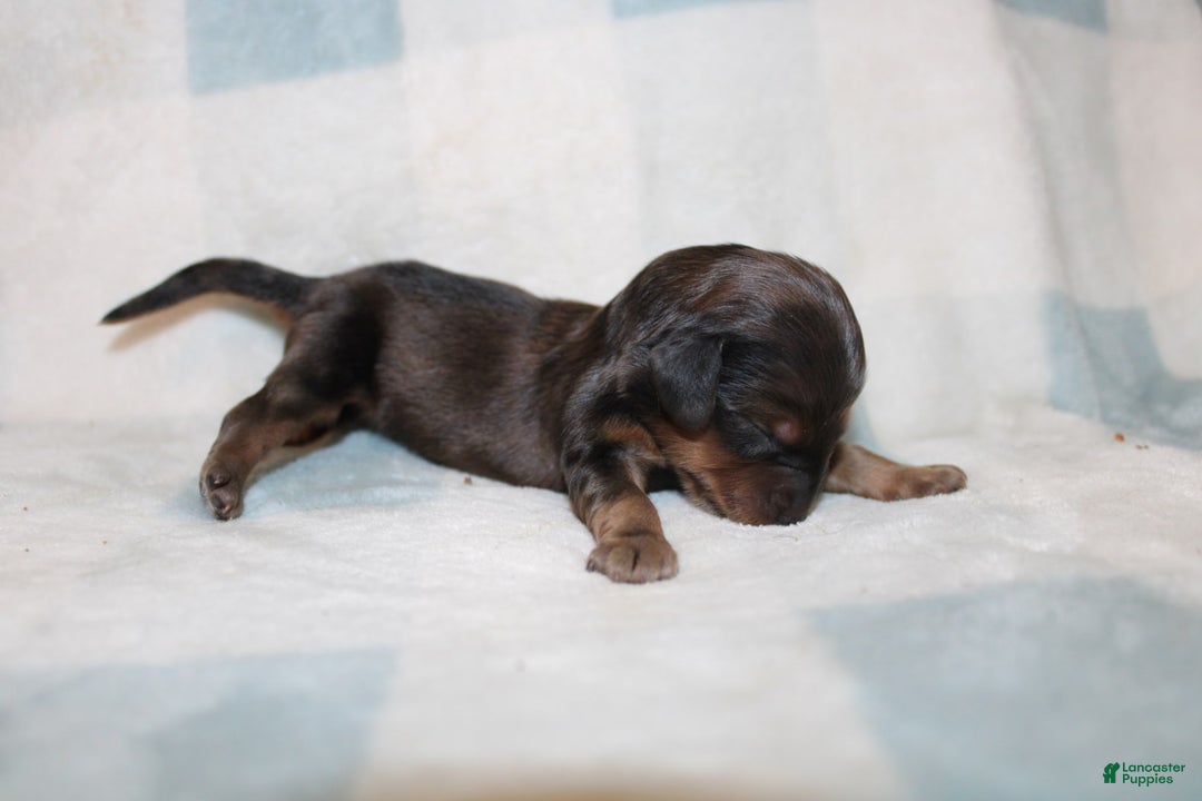 Miniature Dachshund dogs for sale: Milo Mini - Image 2