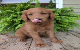 Goldendoodle dogs for sale: Flip - Image 9