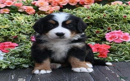 Bernese Mountain Dog dogs for sale: Indy - Image 1
