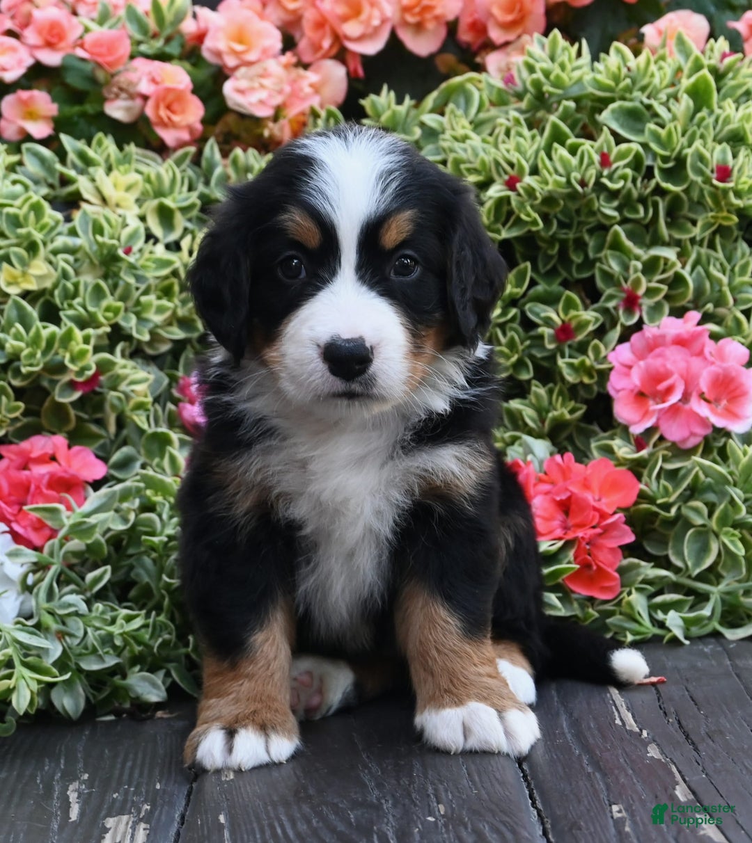 Bernese Mountain Dog dogs for sale: Indy - Image 1
