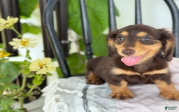 Miniature Dachshund dogs for sale: Miniature Dachshund 7 puppies - Image 20