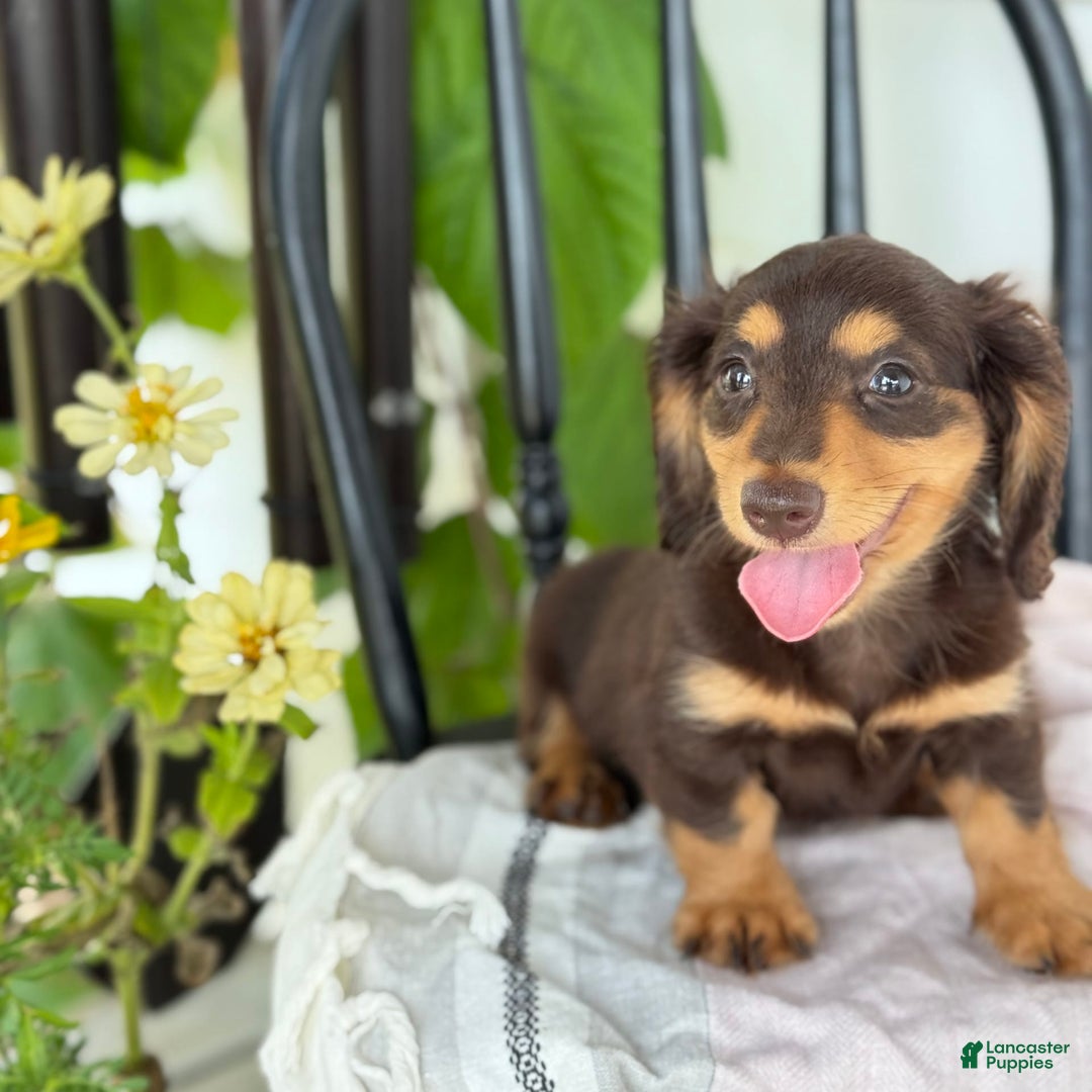 Miniature Dachshund dogs for sale: Miniature Dachshund 7 puppies - Image 20