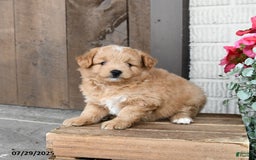 Pomapoo dogs for sale: Rocky - Image 2