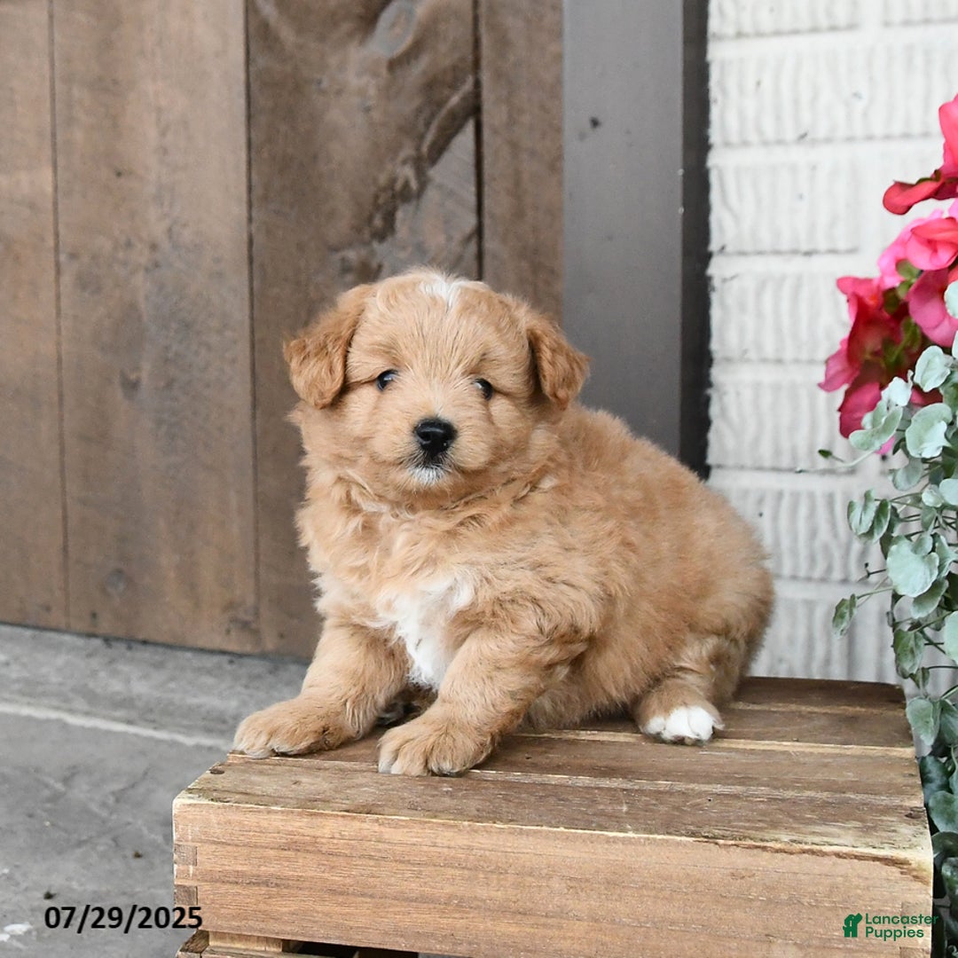 Pomapoo dogs for sale: Rocky - Image 2