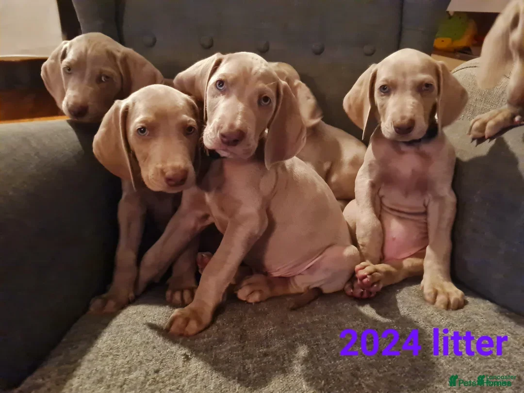 Afghan Hound dogs for sale: Afghan Hound Puppy 3 - Image 1