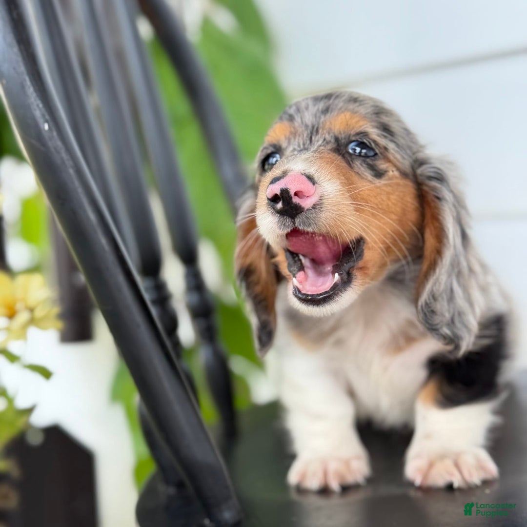 Miniature Dachshund dogs for sale: Miniature Dachshund 7 puppies - Image 7