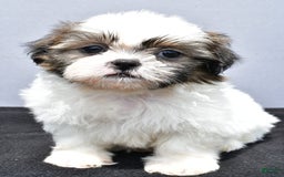Shih Tzu dogs for sale: Beth - Image 9