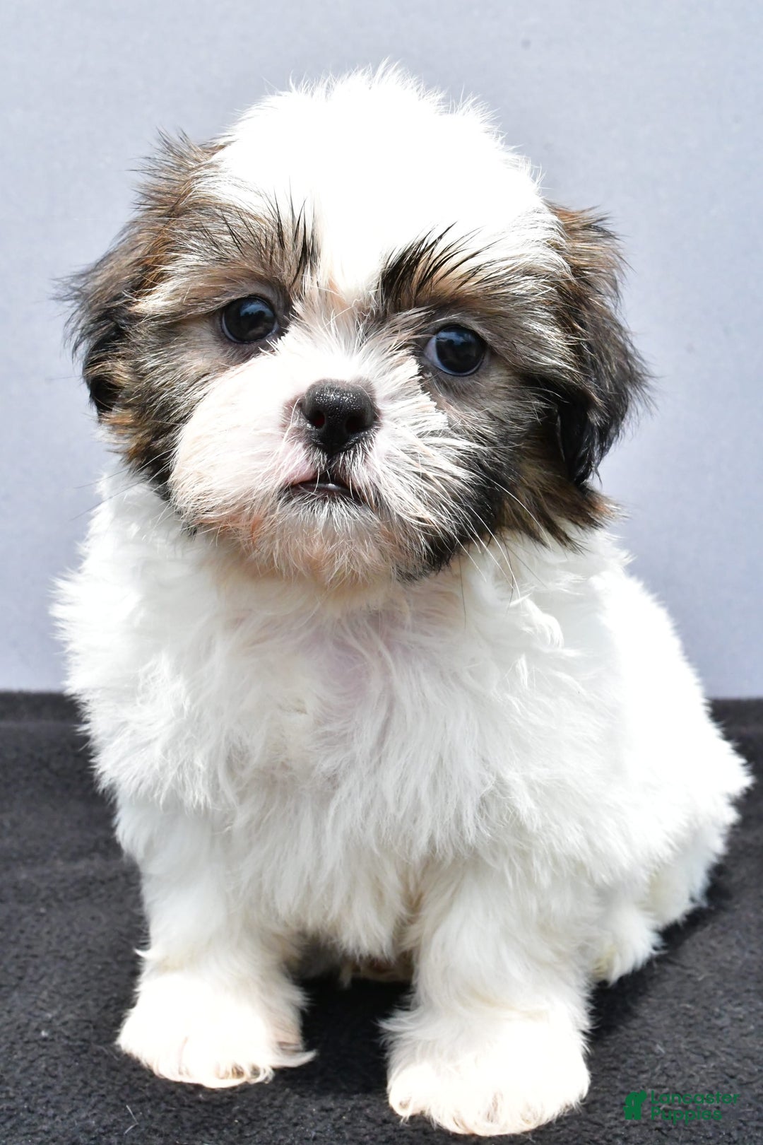 Shih Tzu dogs for sale: Beth - Image 9