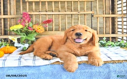 Golden Retriever dogs for sale: Golden Retriever 11 puppies - Image 20