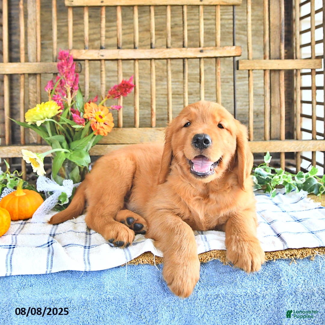 Golden Retriever dogs for sale: Golden Retriever 11 puppies - Image 20