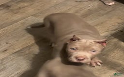 American Bully dogs for sale: White paws - Image 2