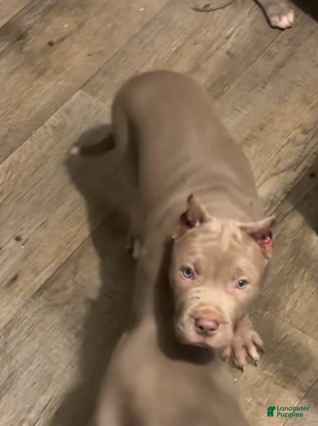American Bully dogs for sale: White paws - Image 2