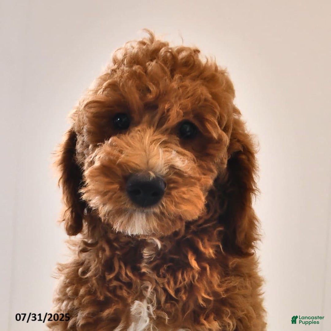 Mini Goldendoodle dogs for sale: Edger - Image 7