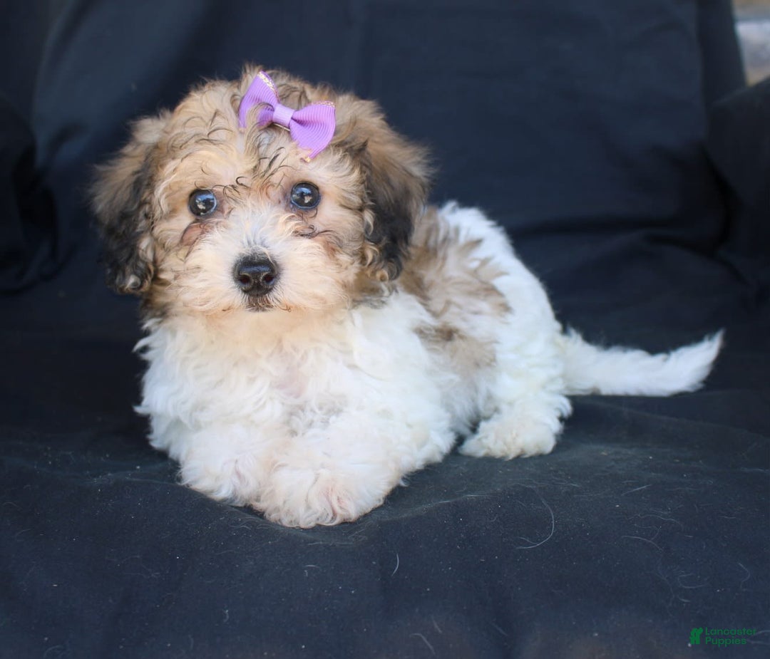 Bichpoo dogs for sale: Bichpoo 5 puppies - Image 15