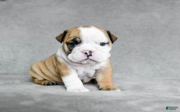 English Bulldog dogs for sale: Mary - Image 10
