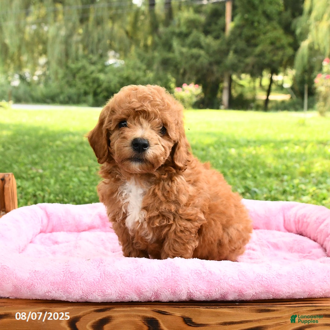Miniature Poodle dogs for sale: Archie - Image 1