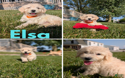 Goldendoodle dogs for sale: Elsa - Image 1