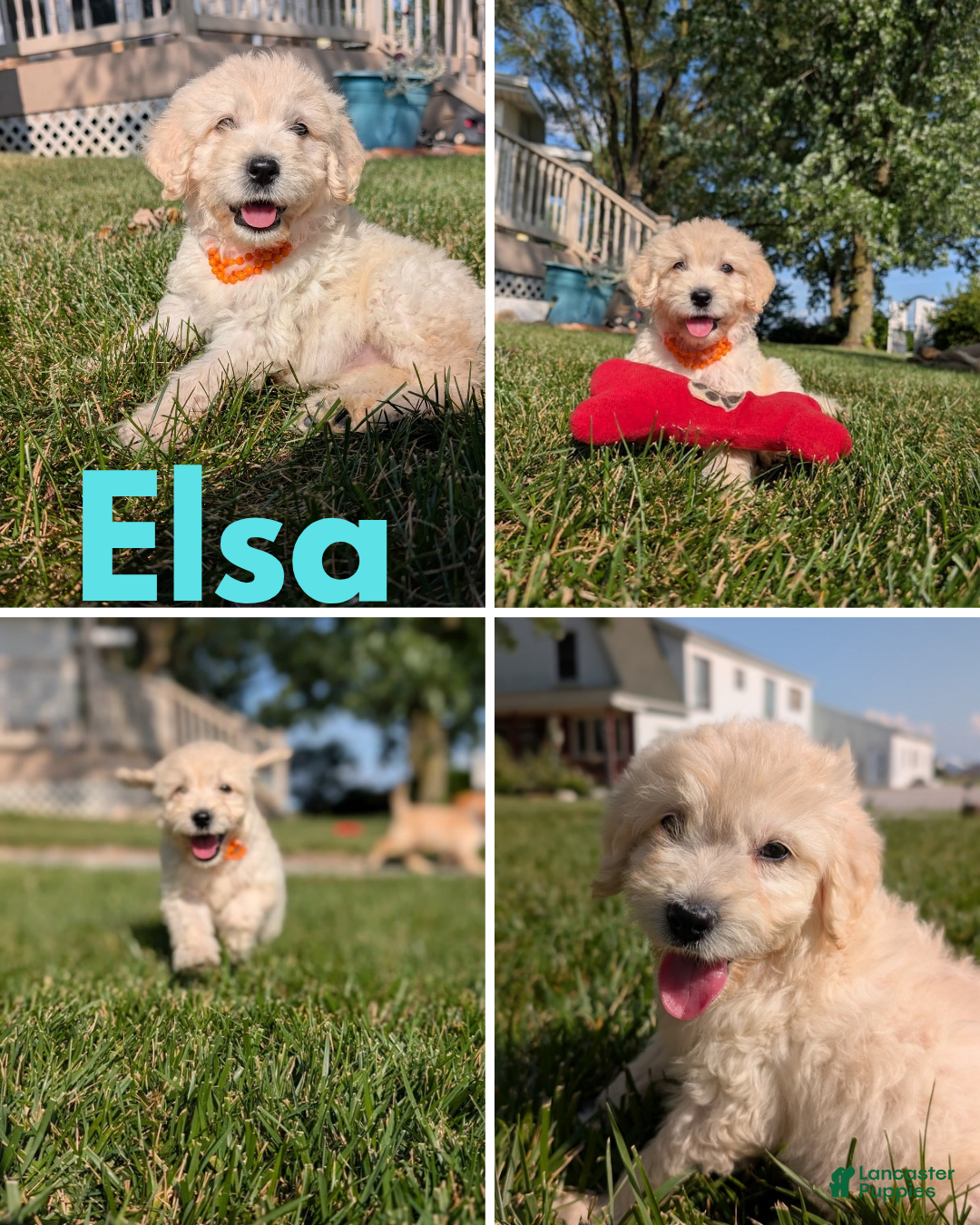 Goldendoodle dogs for sale: Elsa - Image 1