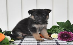 German Shepherd dogs for sale: Jeneau - Image 3