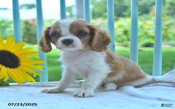 Cavalier King Charles Spaniel dogs for sale: Cavalier King Charles Spaniel 5 puppies - Image 9