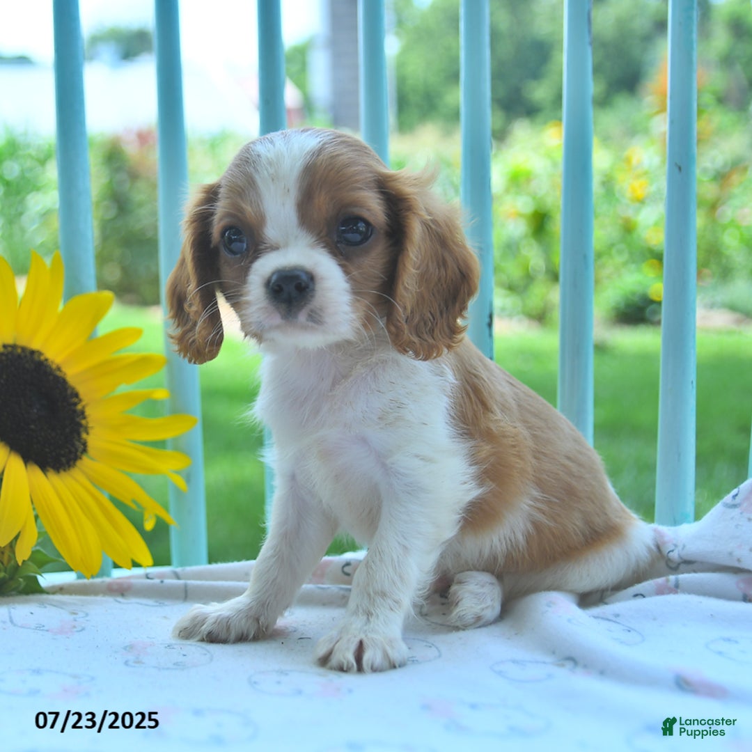 Cavalier King Charles Spaniel dogs for sale: Cavalier King Charles Spaniel 5 puppies - Image 9