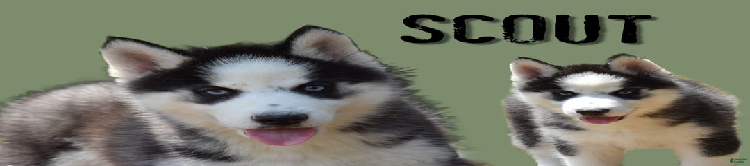 Scout