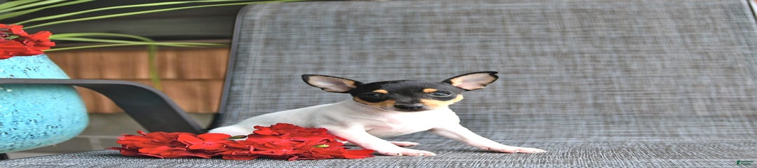 Freda