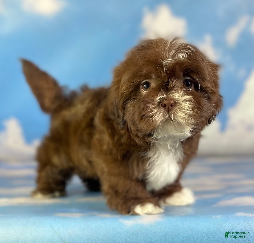 Shih Tzu dogs for sale: Snickers Aca - Image 4