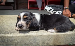 Basset Hound dogs for sale: Jasper - Image 2