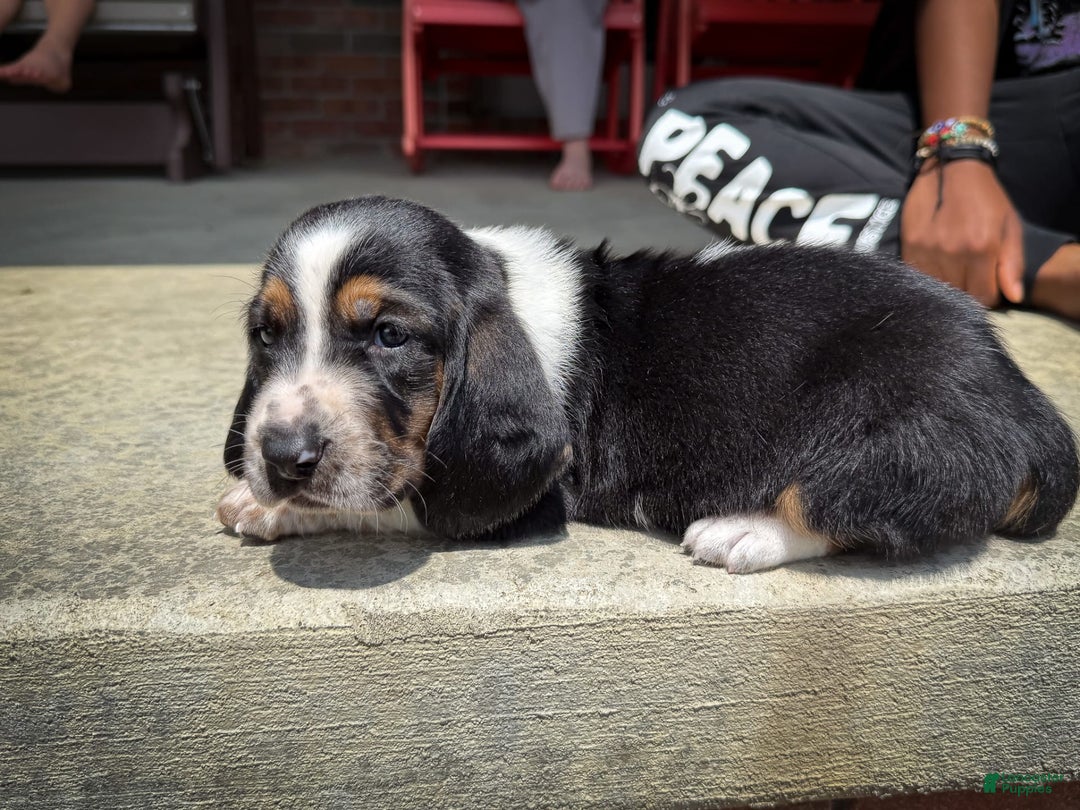 Basset Hound dogs for sale: Jasper - Image 2