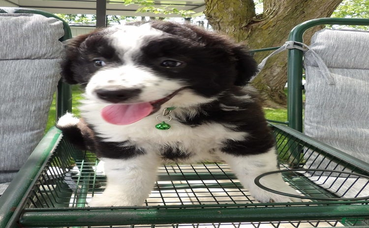 Border Collie dogs for sale - Ad 3