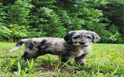 Labradoodle dogs for sale: Madric - Image 3