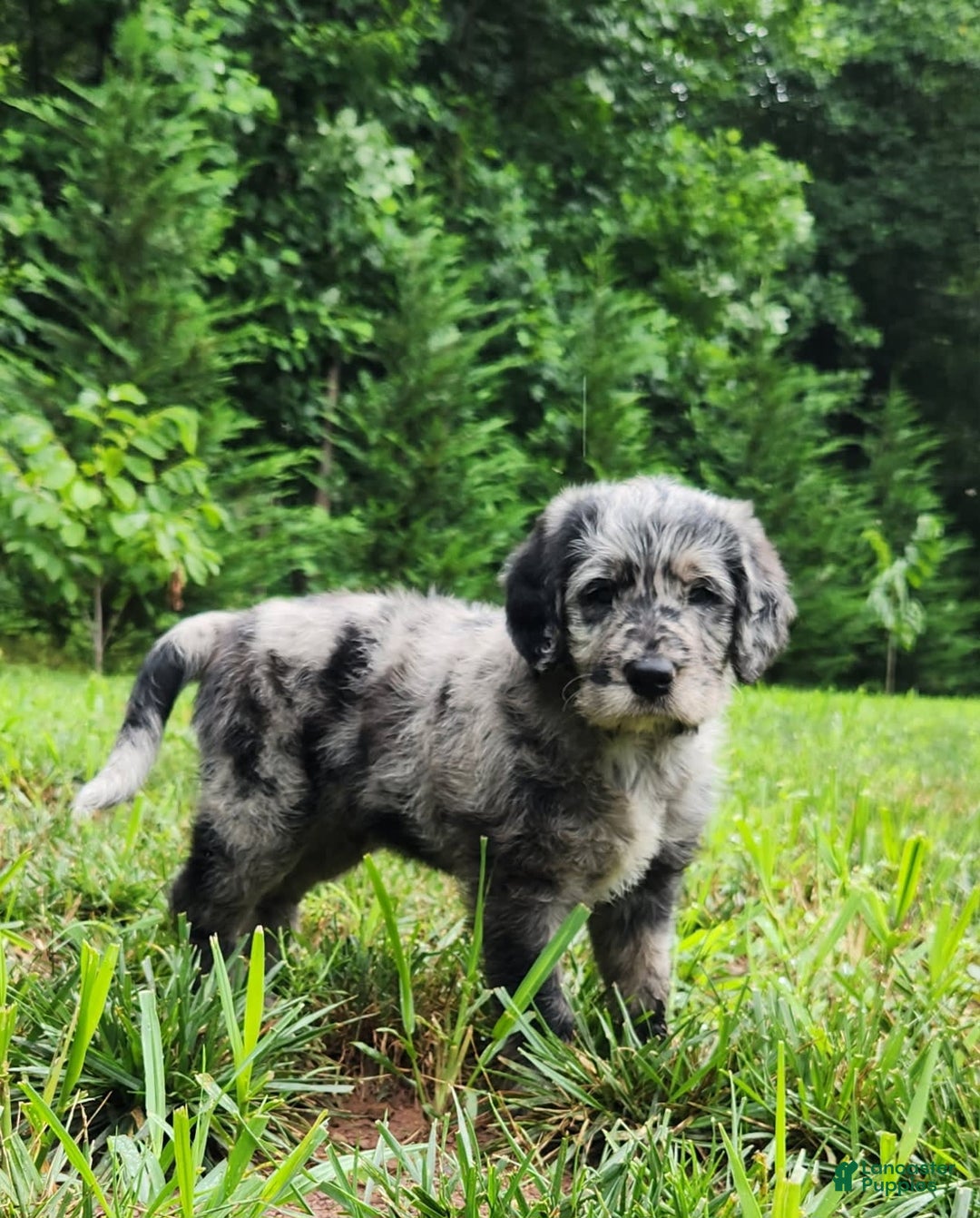 Labradoodle dogs for sale: Madric - Image 3