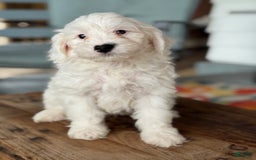 Mini Bernedoodle dogs for sale: Jack - Image 5