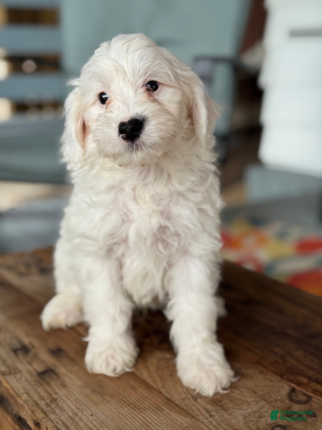 Mini Bernedoodle dogs for sale: Jack - Image 5