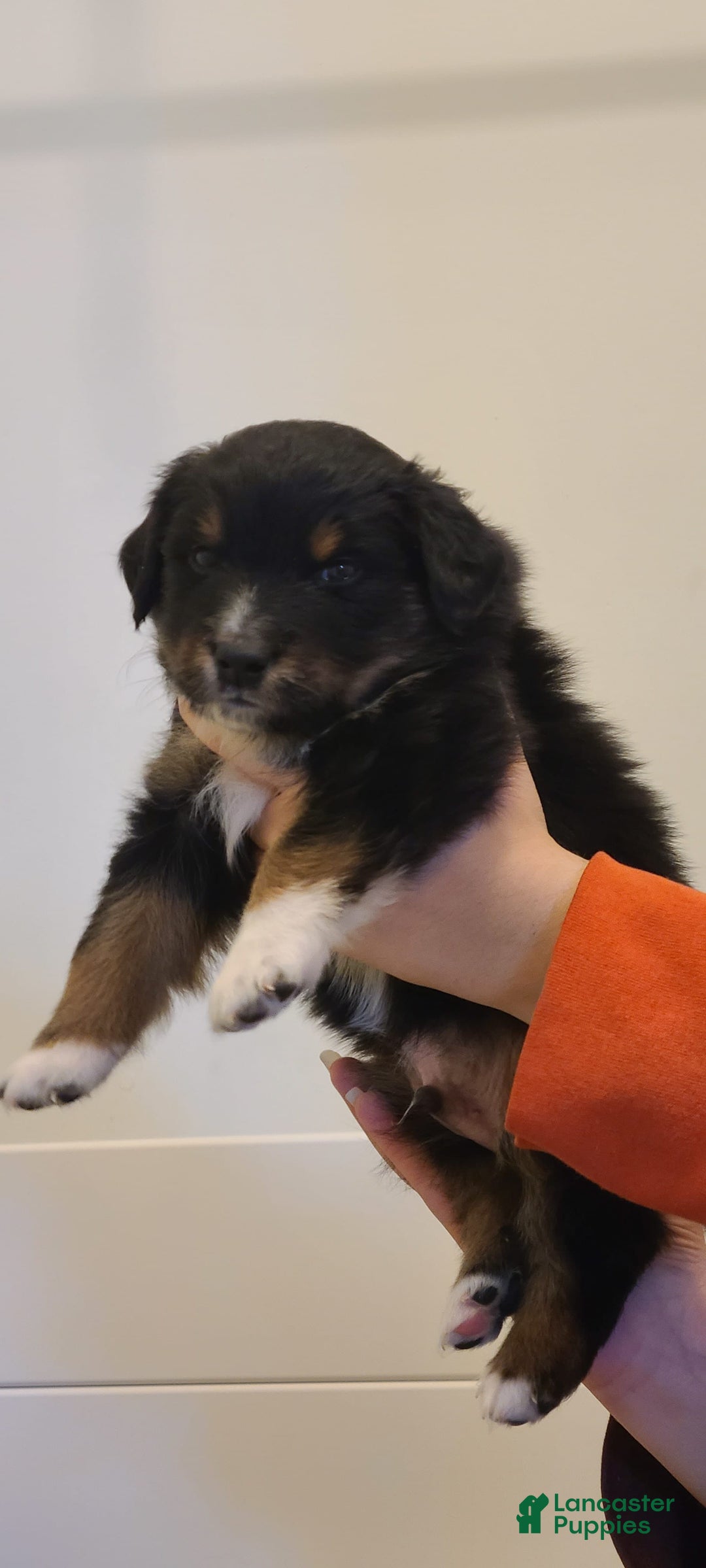 Australian Shepherd dogs for sale: Nubby Fully Vaccinated - Image 7