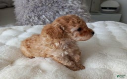 Maltipoo dogs for sale: Rachel - Image 1